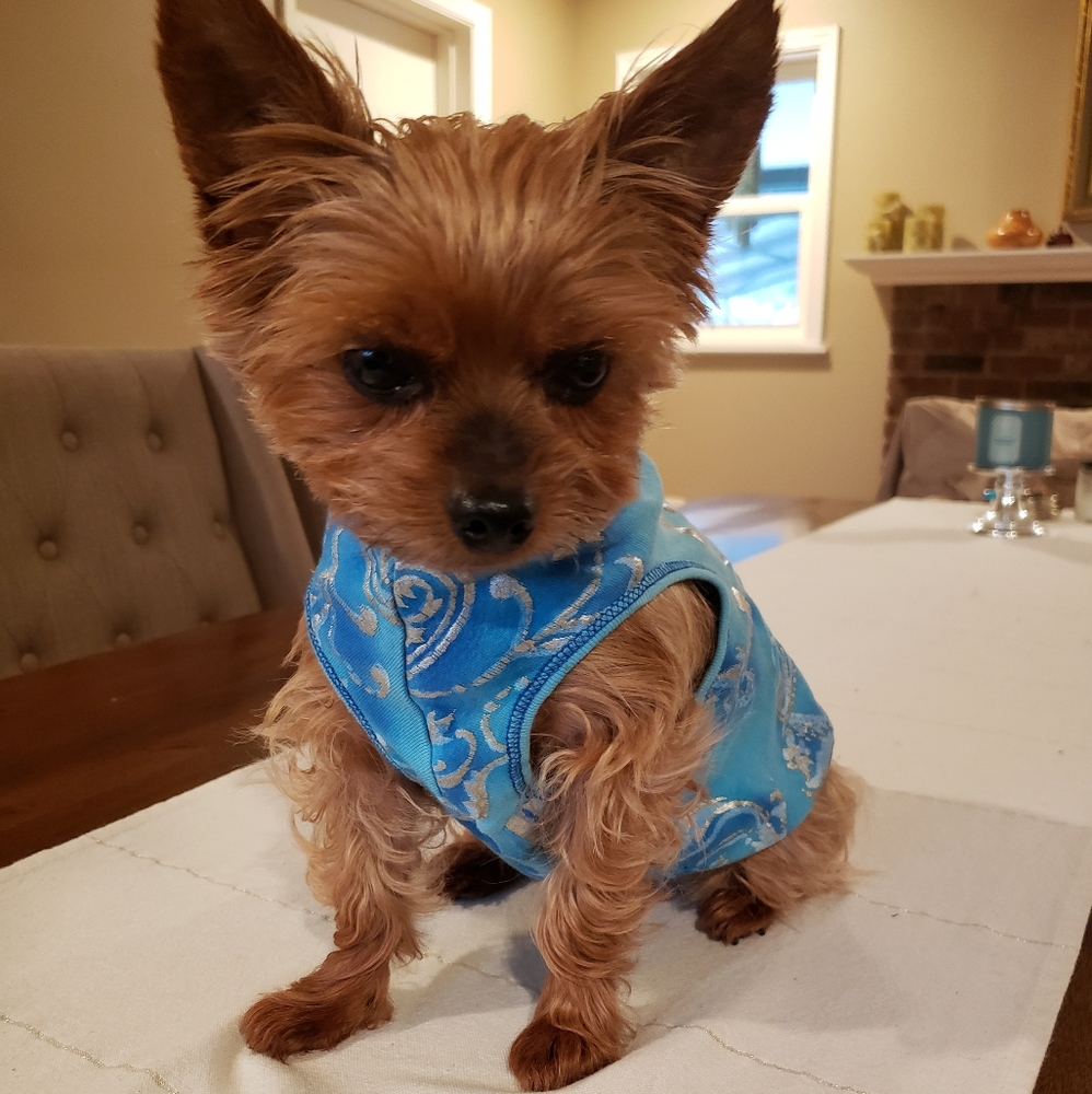 Host Pick 🤩🐕🥰 "Good Karma" Doggo Shirt - Picture 3 of 12